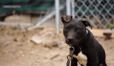 More than 200 dogs rescued from suspected dogfighting ring – NBC 5 Dallas-Fort Worth