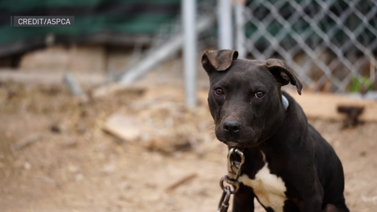 More than 200 dogs rescued from suspected dogfighting ring – NBC 5 Dallas-Fort Worth