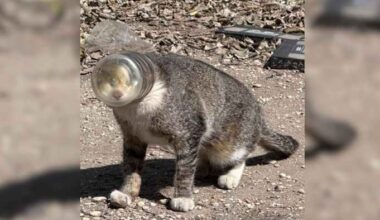 San Antonio Animal Care Services working to locate cat with jar stuck on head