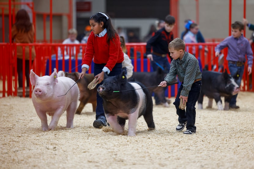 Children showed their pigs at the Fort Worth Stock Show and Rodeo on Jan. 26.
