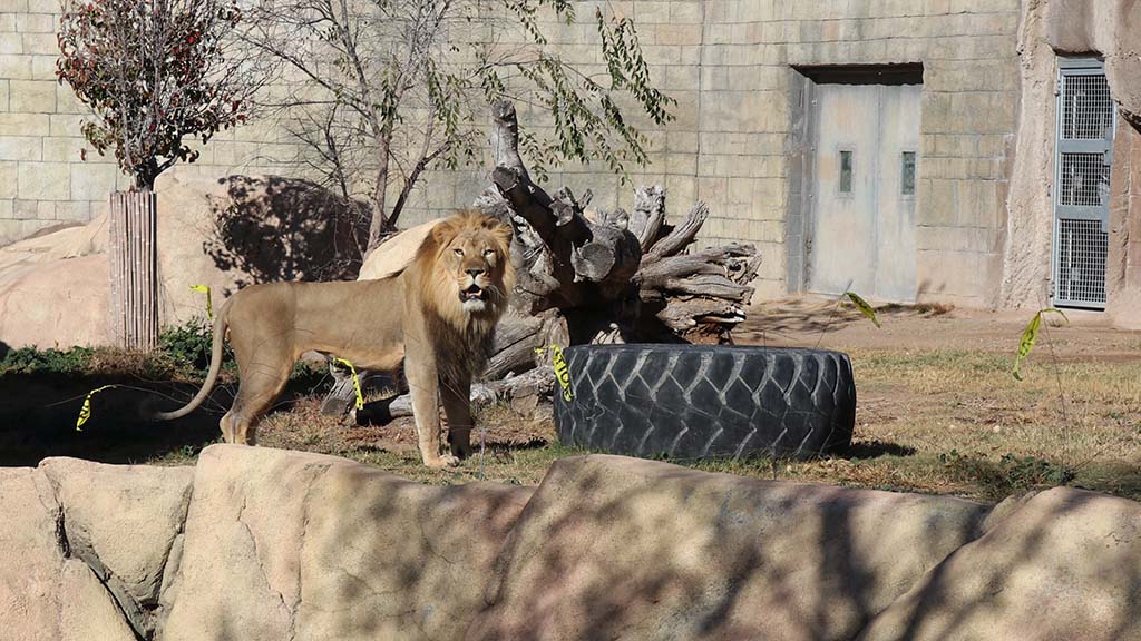 Hodari, the new lion at El Paso Zoo
