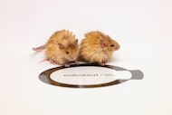 Pictured are two of Colossal's "woolly mice". Dallas-based biotech startup Colossal aims to...