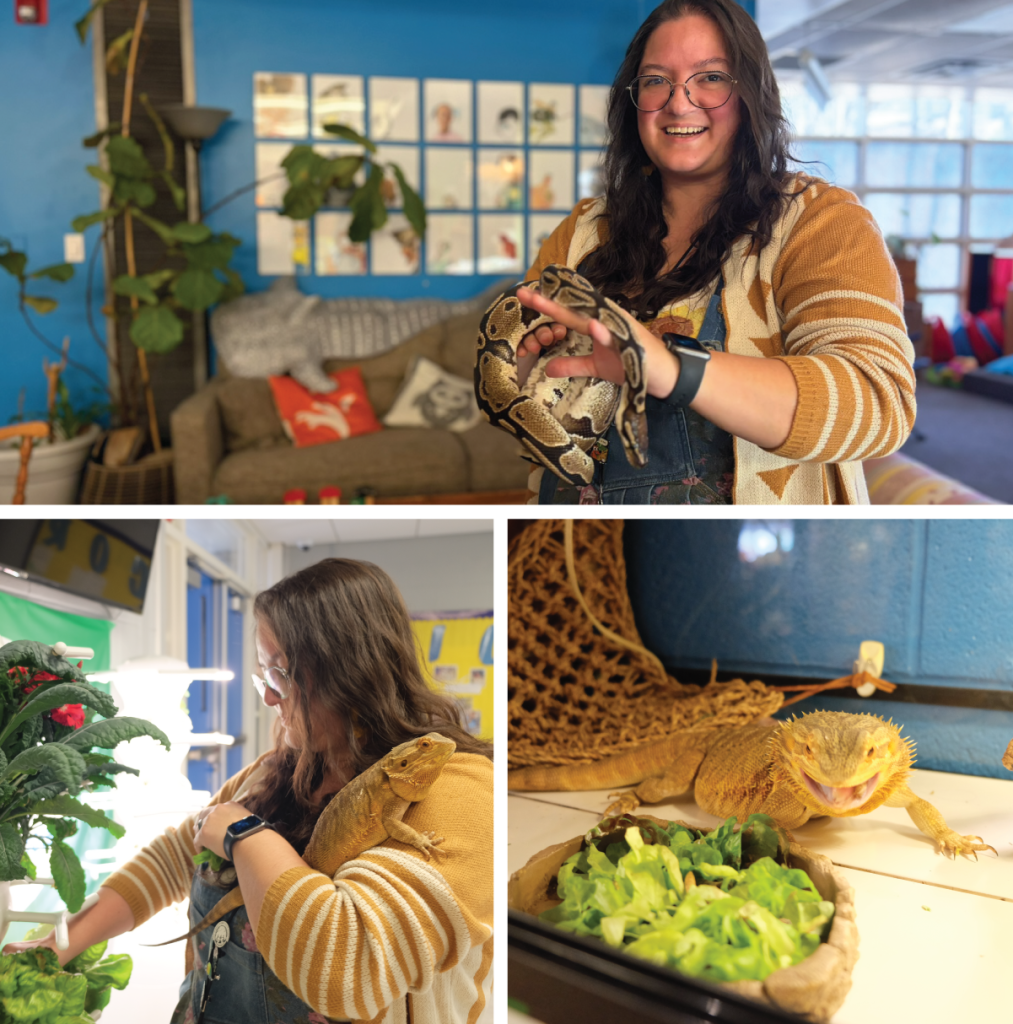 Top: Lisa holds the library snake, Pyper the Ball Python. Bottom, left to right: Lisa brings bearded dragon Lizzie Borden from the library to the hydroponic lettuce used in her daily meal; Lizzie picks around her lettuce for some fresh protein-packed mealworms grown as part of an Eco-Rise project.