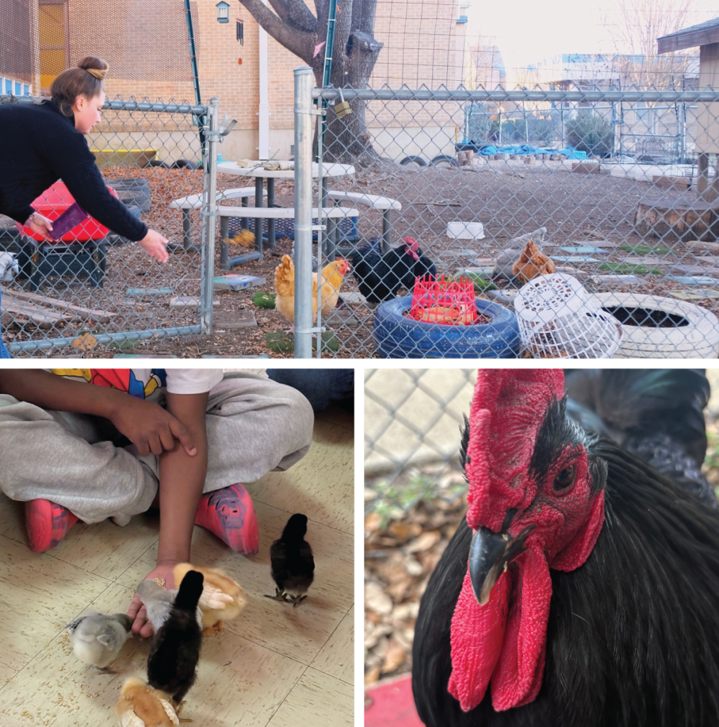 Top: Krysta feeds Odom’s chickens. She has a special bond with the rooster, named Tupec. Bottom, left to right: A student feeds the newborn chicks; a close-up on Tupec.