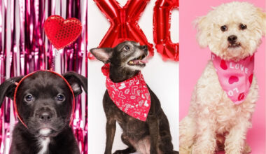 Fur Friday: Love is in the air — and wagging its tail at the Humane Society of North Texas