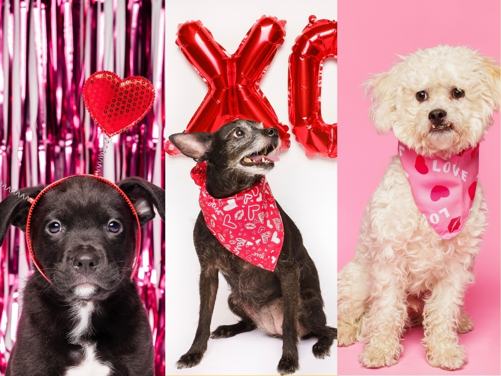 Fur Friday: Love is in the air — and wagging its tail at the Humane Society of North Texas