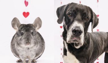 Fur Friday: Chill with a chinchilla, dance with a Great Dane