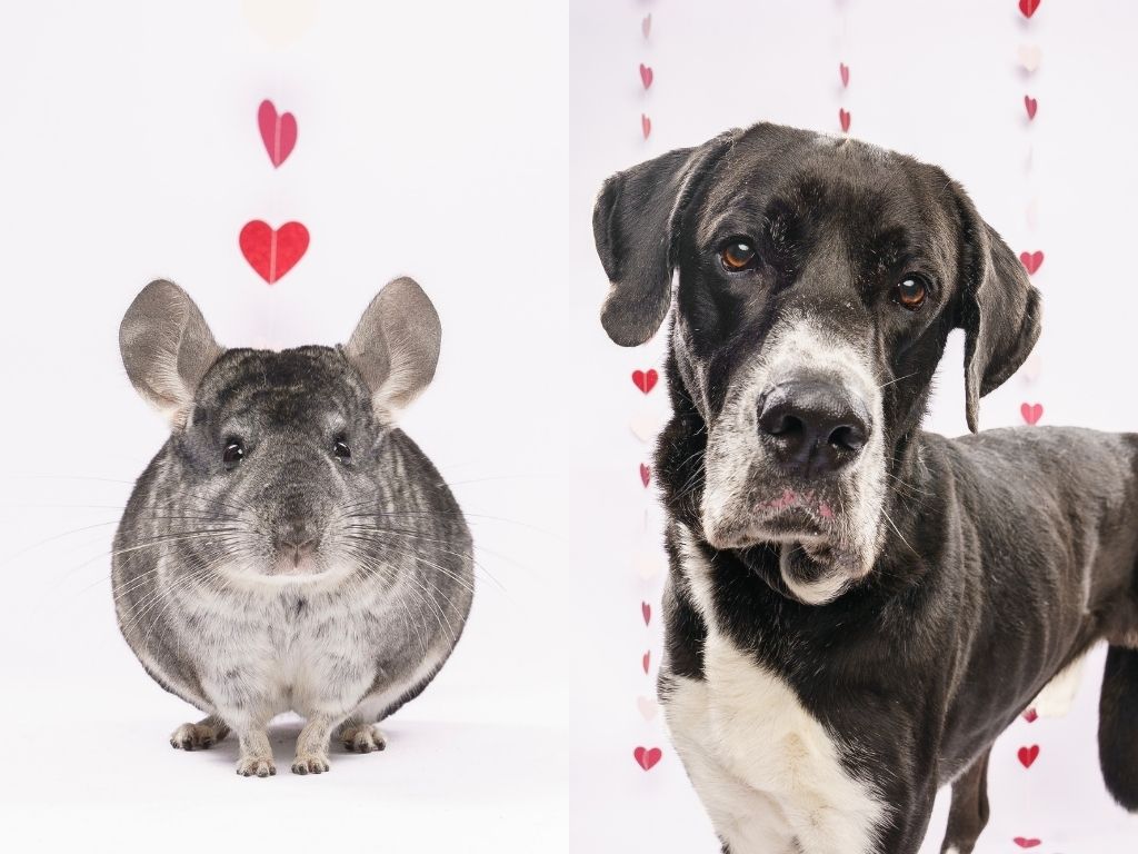 Fur Friday: Chill with a chinchilla, dance with a Great Dane