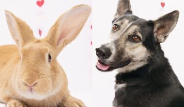 Fur Friday: Pet search leads adopters down the bunny trail at Humane Society of North Texas