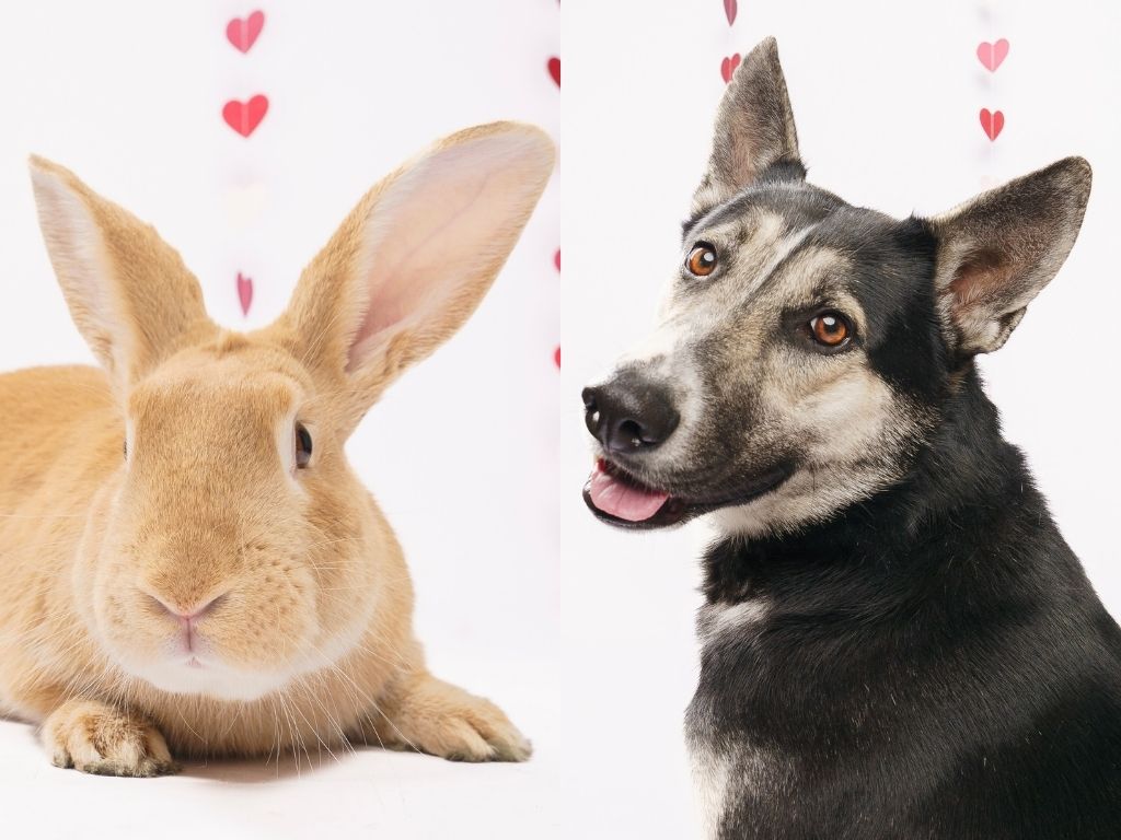 Fur Friday: Pet search leads adopters down the bunny trail at Humane Society of North Texas