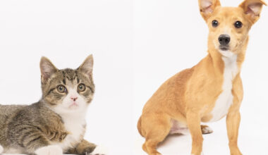 Fur Friday: Love, snuggles and game day cuddles await