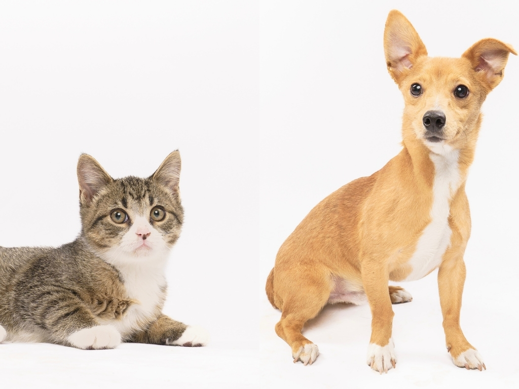 Fur Friday: Love, snuggles and game day cuddles await