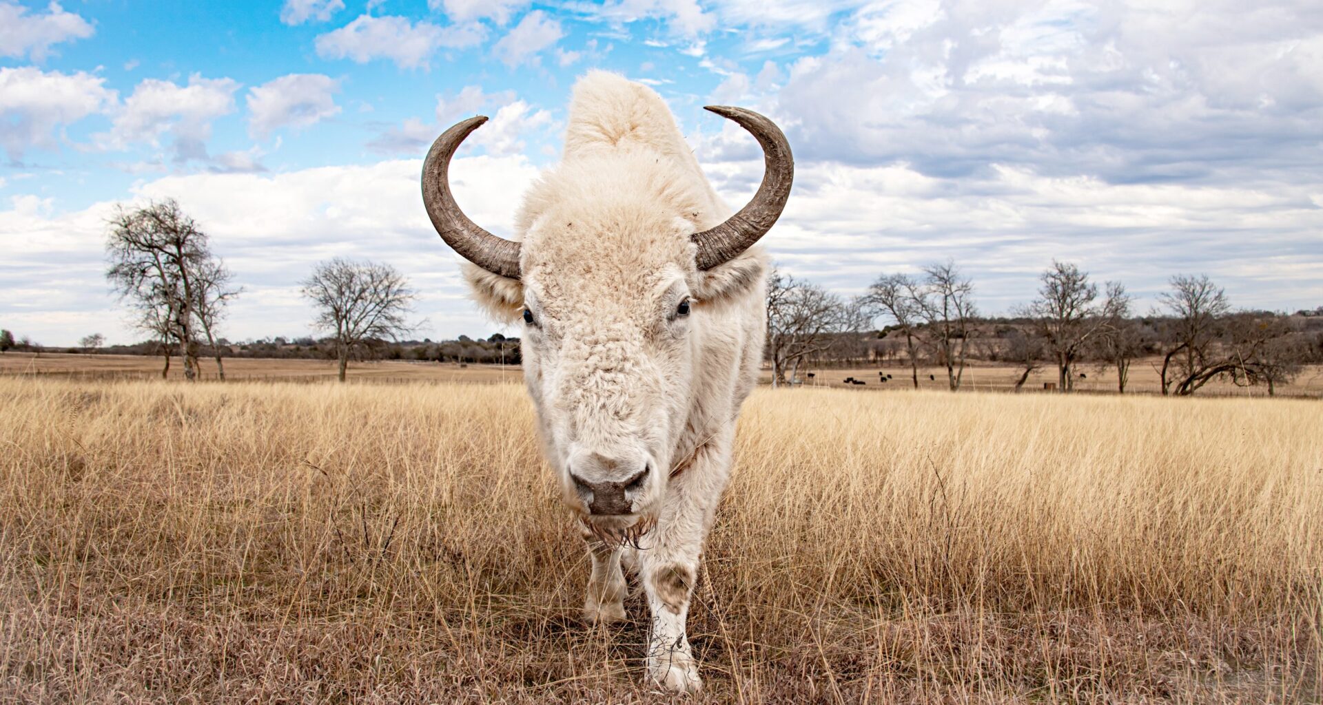 Rare white buffalo to appear at Fort Worth Stock Show Saturday