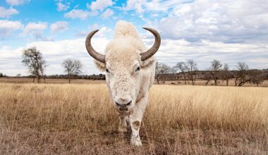 Rare white buffalo to appear at Fort Worth Stock Show Saturday