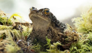 The Puerto Rican crested toad, called the Sapo Concho, in Puerto Rico. (Fort Worth Zoo)