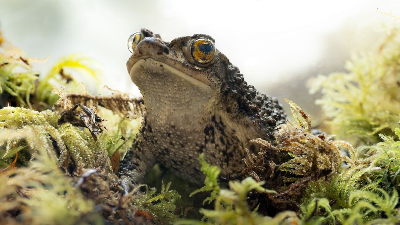 The Puerto Rican crested toad, called the Sapo Concho, in Puerto Rico. (Fort Worth Zoo)