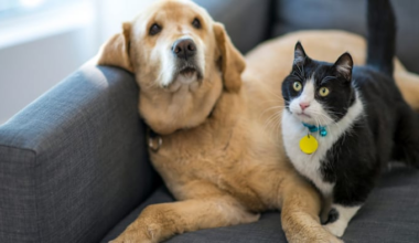 Free drive-thru pet food pantry for Houston families in need