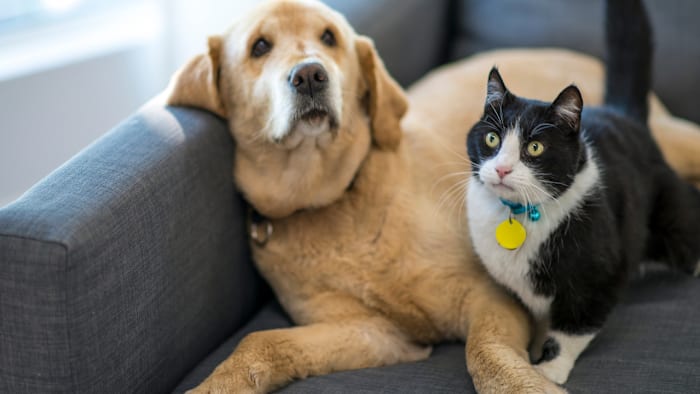 Free drive-thru pet food pantry for Houston families in need