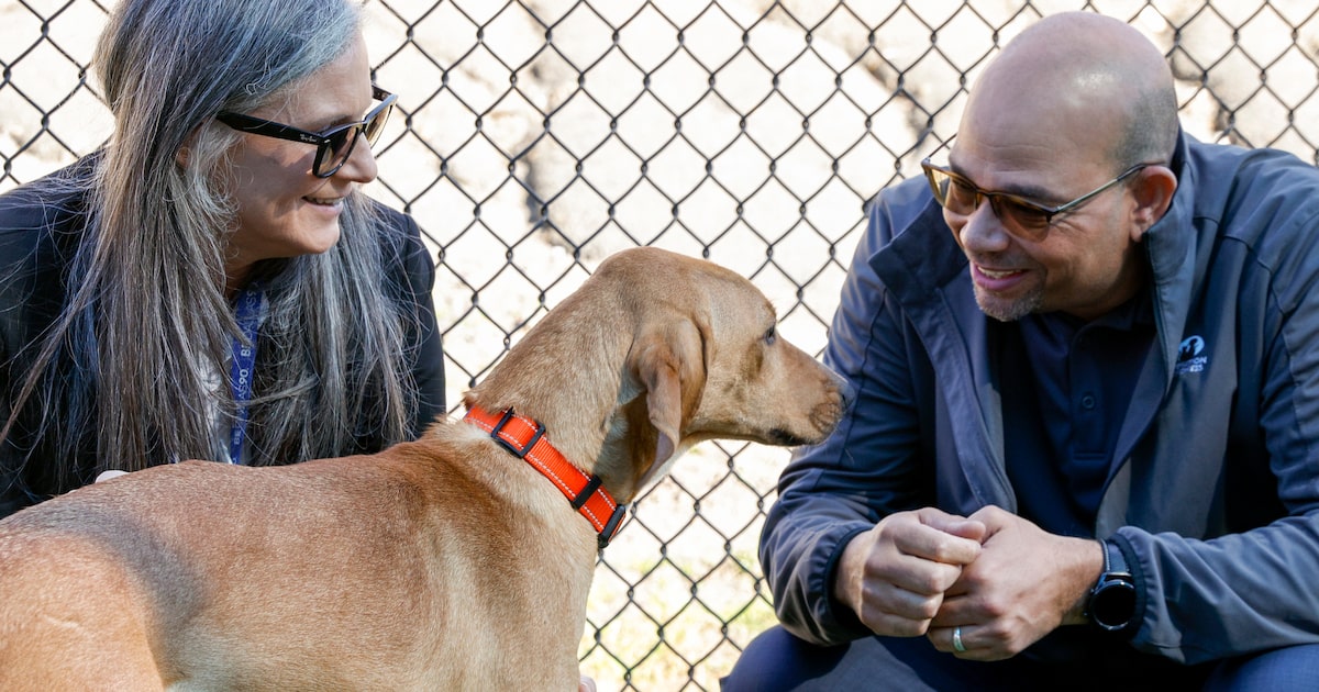 Dallas Animal Services invites North Texans to spend Valentine’s Day with shelter dogs