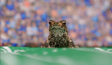 A Toad Just Predicted Super Bowl Winner — But Don’t Lay Your Bets Just Yet