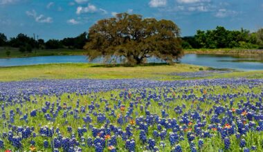 7 Best Places to See Wildflowers in Texas