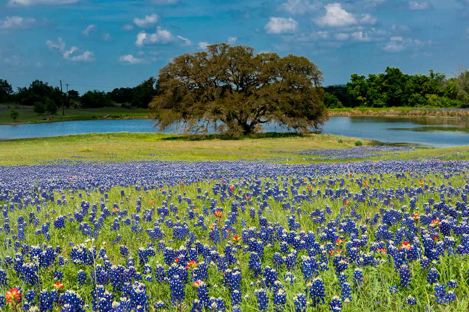 7 Best Places to See Wildflowers in Texas
