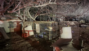 7 detained after cockfighting bust in southwest Bexar County, BCSO says