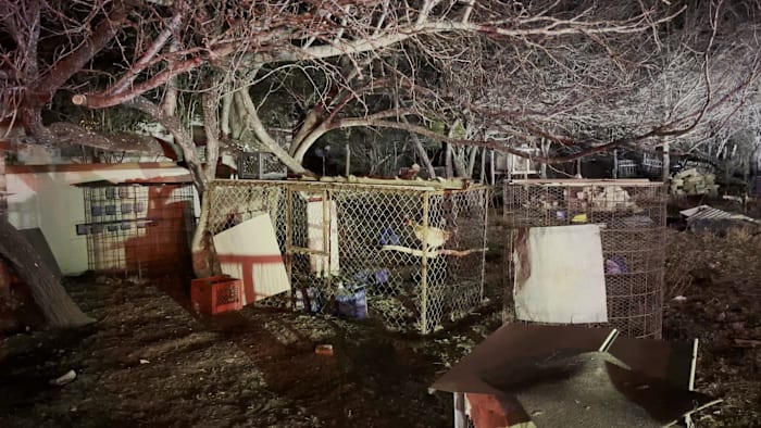 7 detained after cockfighting bust in southwest Bexar County, BCSO says