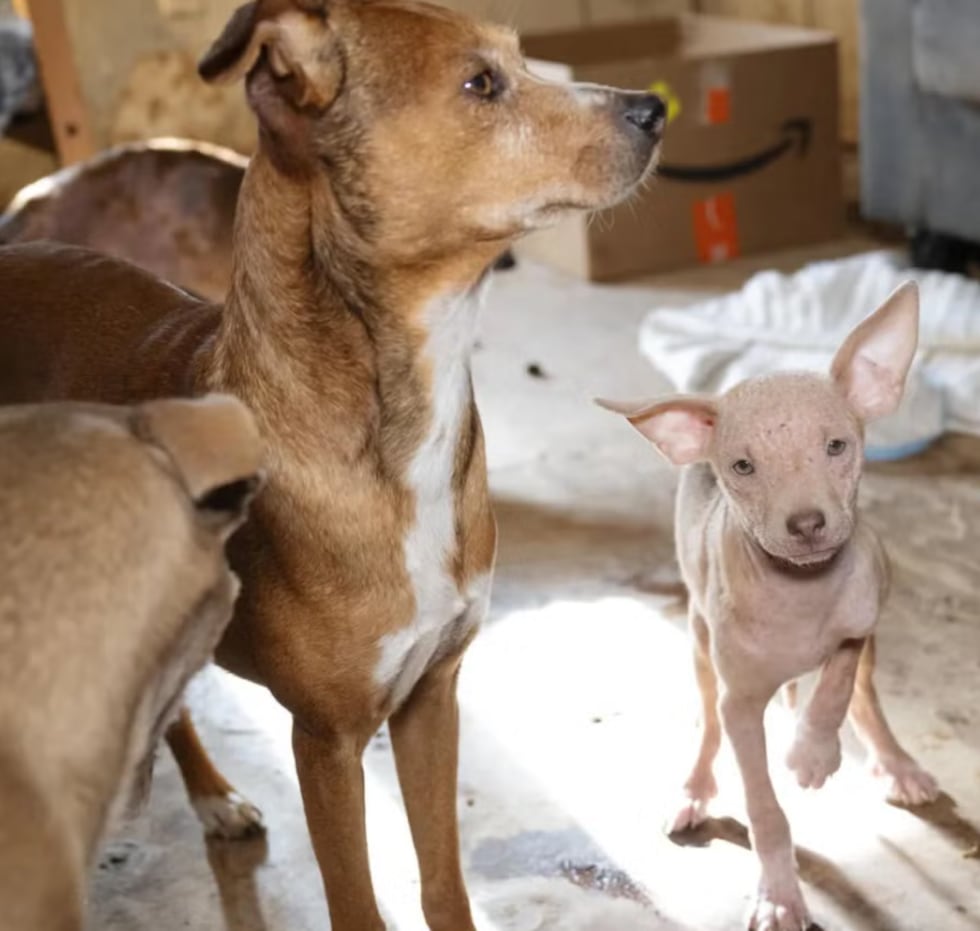 Massive Animal Rescue out of Texas