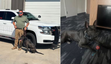 Crosby County K9 Wilson to receive protective vest from nonprofit donation