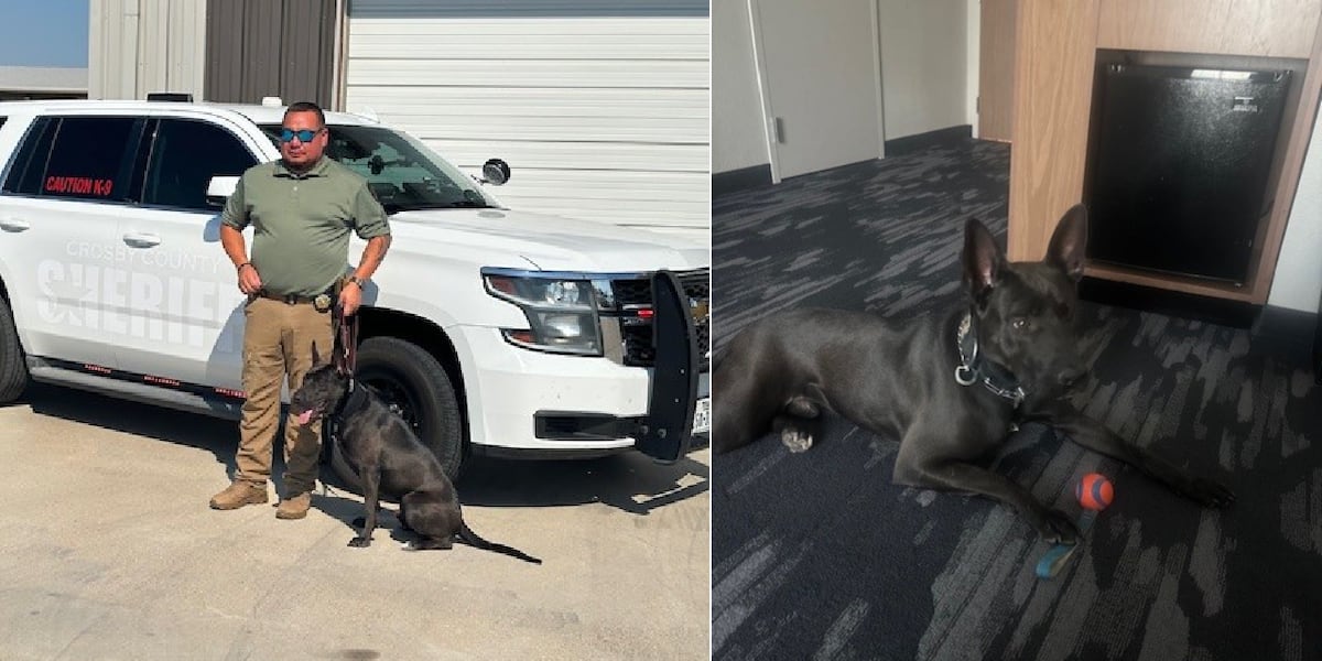 Crosby County K9 Wilson to receive protective vest from nonprofit donation