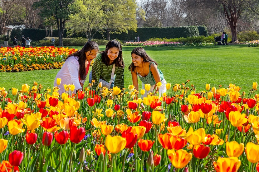 The Dallas Arboretum's popular Dallas Blooms festival runs through April 12.