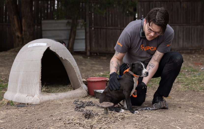 Investigators with ASPCA assisted with seizing 207 dogs across dozens of locations around...