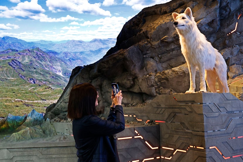 Quincy Preston of Dallas Innovates takes a photo of a display of a dire wolf at Colossal...