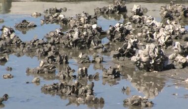 Texas oyster industry strained by bay closures ahead of 47th Fulton OysterFest