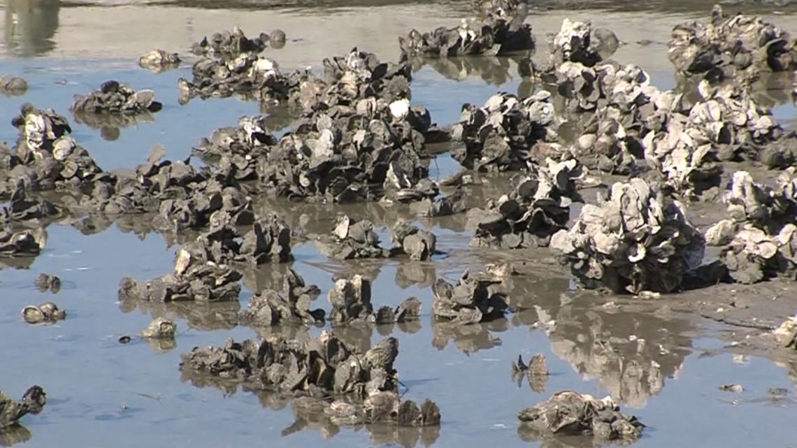 Texas oyster industry strained by bay closures ahead of 47th Fulton OysterFest