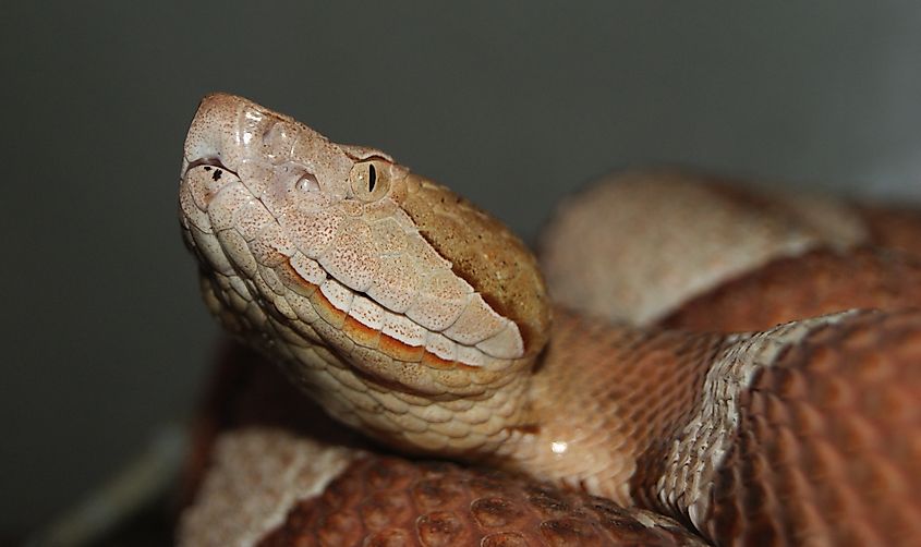 Head of a broad-banded copperhead snake.
