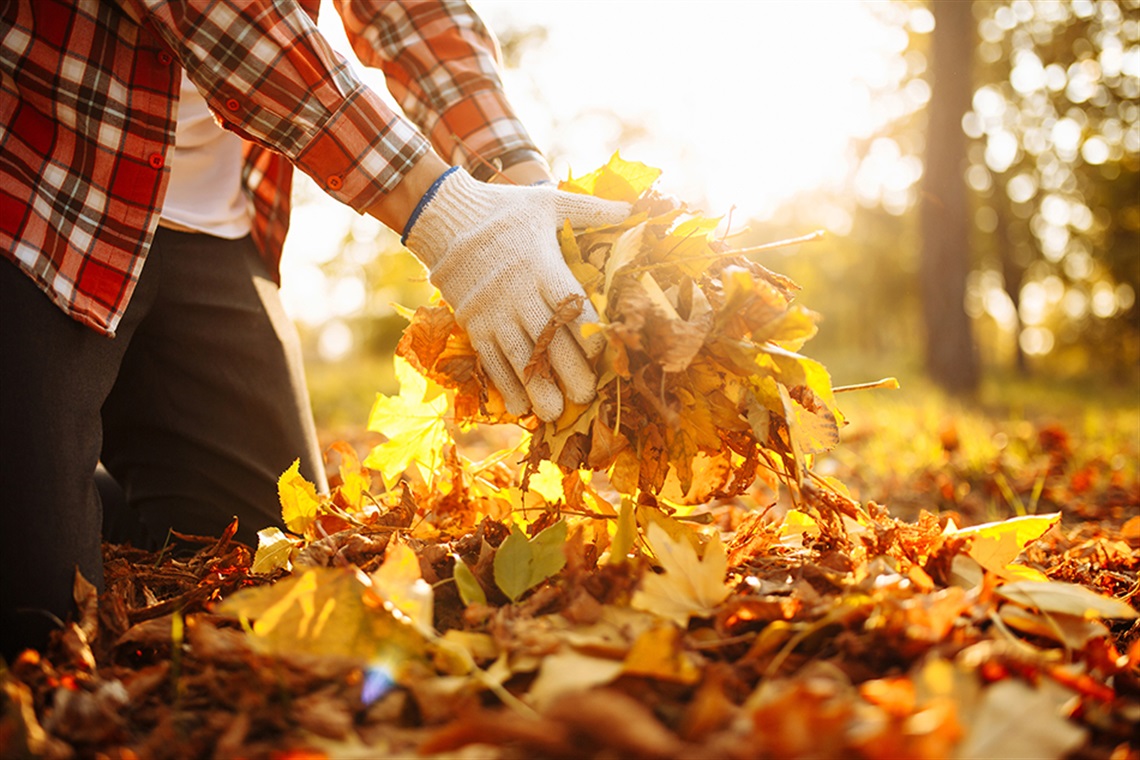 Person picking up leaves in Fall