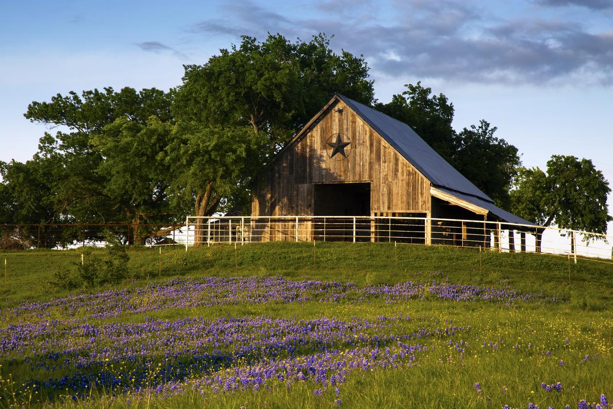 Best Places to See Bluebonnets in Texas