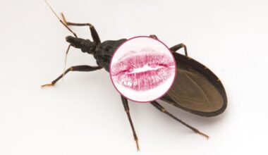 Why Kissing Bugs Are A Rising Concern In El Paso