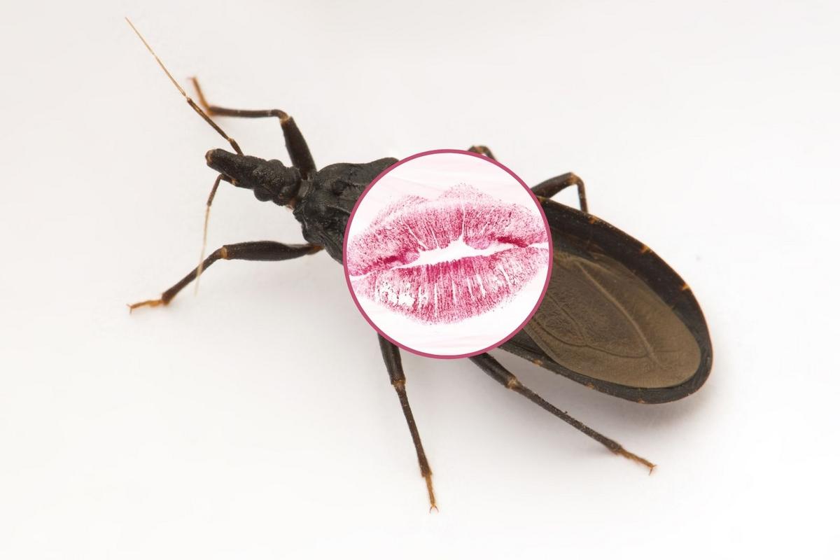 Why Kissing Bugs Are A Rising Concern In El Paso