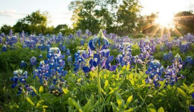 Is it Legal to Pick Bluebonnets in Texas? Well, it's Yes and No