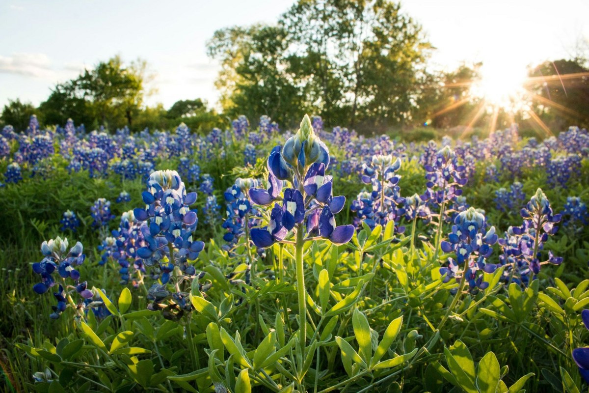 Is it Legal to Pick Bluebonnets in Texas? Well, it's Yes and No