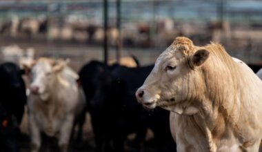 Lubbock Feeders To Close Historic Feedlot After 70 Years