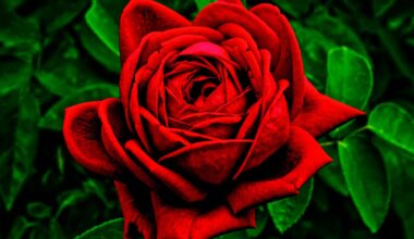 Unique Love Expressions From Lubbock's Poetry Experiment