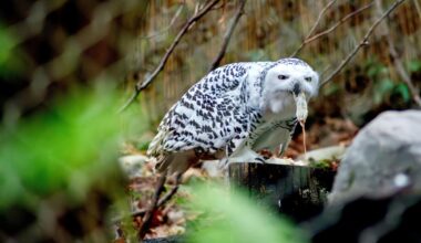 Support South Plains Wildlife With Creative Critter Valentine's Gifts