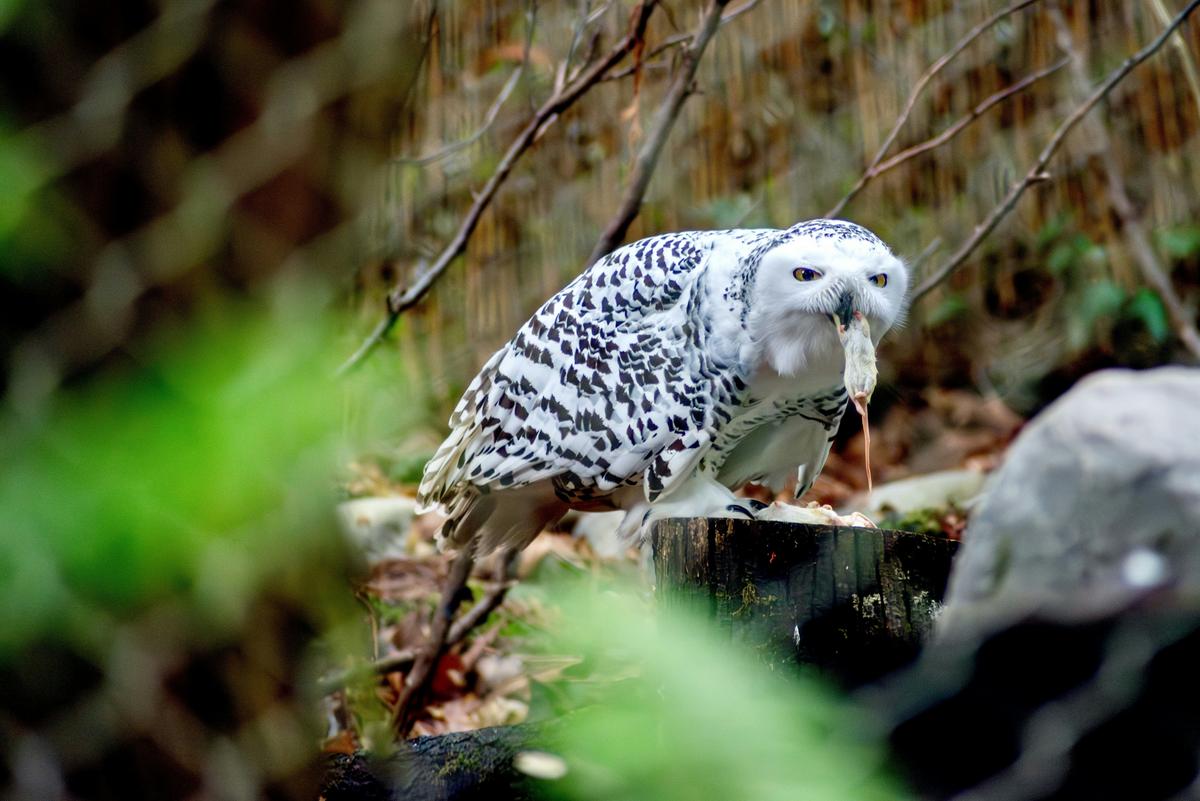 Support South Plains Wildlife With Creative Critter Valentine's Gifts