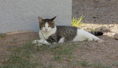 Community Outrage Over Dead Cats Found In Horizon City