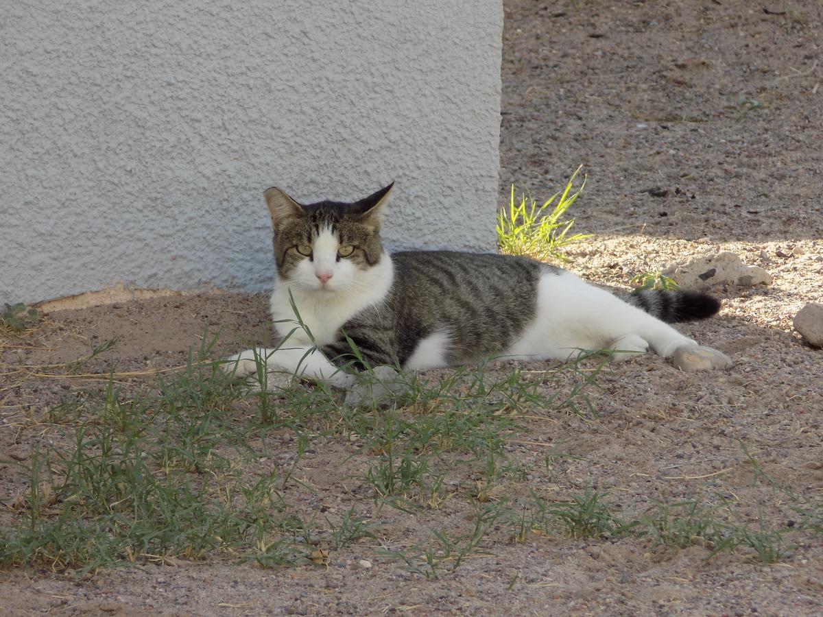 Community Outrage Over Dead Cats Found In Horizon City