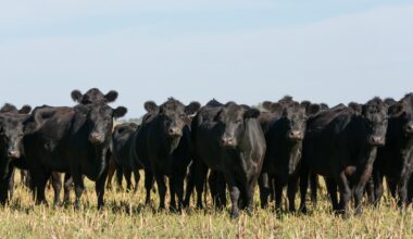 They ran a Fort Worth cattle business. It was a $220 million fraud operation, prosecutors say